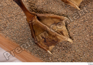 Greater white-fronted goose Anser albifrons foot 0006.jpg